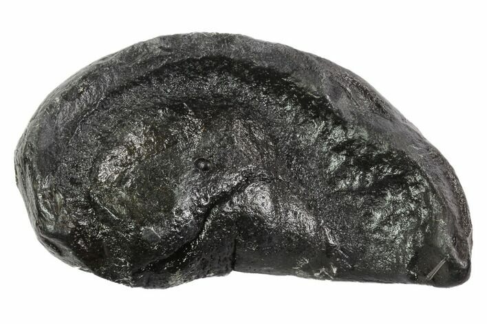 Fossil Whale Ear Bone - Miocene #95747